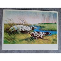 1958. охота. Курдов. На стойке