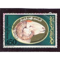 Тунис. Медальон с головой барана. Экспонат музея