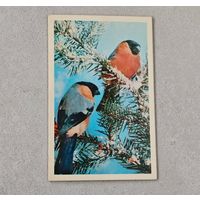 С Новым Годом !  Открытка