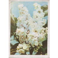 Подписанная открытка 1965г. БССР "Белая сирень" фото А. Ананьина