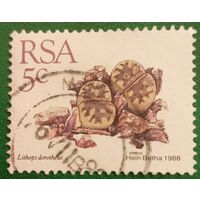 ЮАР 1988. Флора. Литопс Дороти