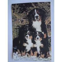 Календарик 1996 г.  Семейка.