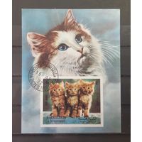 Шарджа. 1972 год. Фауна. Кошки (блок, беззубцовка)