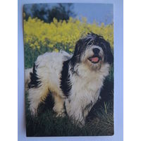 Календарик 1996 г. Большая лохматая собака.