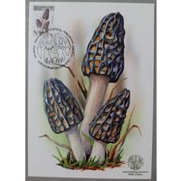 Картмаксимум "Сморчок конический". Дикая природа Беларуси.