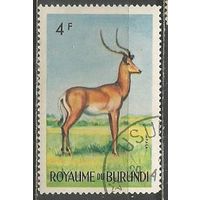 Бурунди. Животный мир страны. Импела. 1964г. Mi#93.