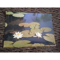 Кувшинка белая фото Евдокимова 1974г