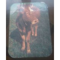 Страхование животных