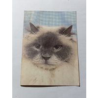 Карманный календарик  . Персидская кошка , 1993 года