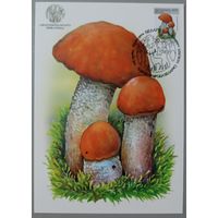 Картмаксимум "Подосиновик красный". Дикая природа Беларуси.