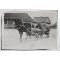 Фото лошадка в деревне