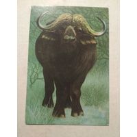 Карманный календарик . Буйвол . 1977 год