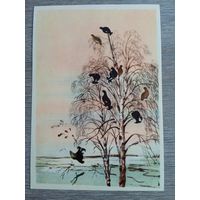 1958. Курдов. Тетерева на берёзах