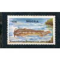 Нигерия. Фауна. Рыбы. Электрический сом