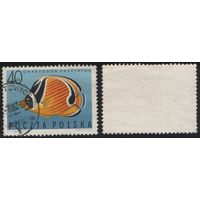 Польша (Mi)PL1750 (Тропические рыбы) 1967 год 40 gr Chaetodon fasciatus (a1-04 ТОРГ/ВАША ЦЕНА