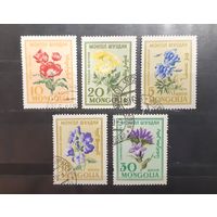 Монголия. Флора. Цветы (254)