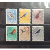 Суринам. Фауна. Птицы (1255)