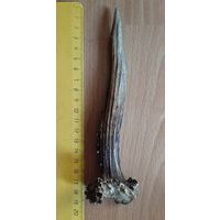 Рога косули, рожки малые .потеряшки. для творчества и интерьера. при покупке 4_х и более штук, пересыл по Беларуси бесплатно  !