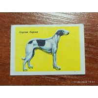 Спичечная этикетка Хортая борзая