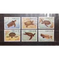 Куба. 1983 год. Фауна. Рептилии. Черепахи (1096)