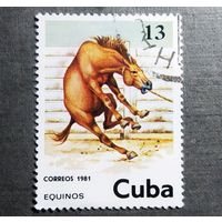 Марка Куба 1981 Лошадь