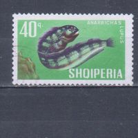 [1959] Албания 1967. Фауна.Рыба.40 к. Гашеная марка.