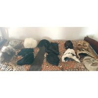 Коллекция шапок из СССР