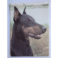 Календарик 1993 г.  Доберман-пинчер. (90).