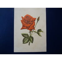 Роза.  до 1960 г.