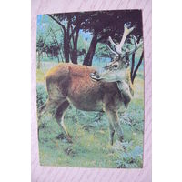 Календарик, 1979, Фауна (олень), изд. Киев.