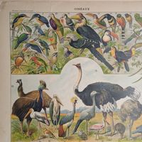 ПТИЦЫ. Энциклопедическая гравюра .OISEAUX  2. Франция кон.19в.31х24см.