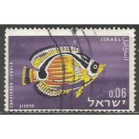 Израиль. Рыба-бабочка енот. 1962г. Mi#267.
