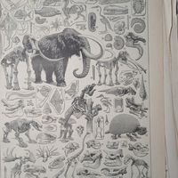 PALEONTOLOGIE. Энциклопедическая гравюра.  кон.19в. 31х24см.