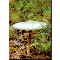 ДМПК Беларусь 1999 грибы/зонтик пёстрый /