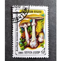Марка СССР 1986 год Грибы