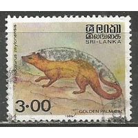 Шри Ланка. Шри-ланкийский мусанг. 1989г. Mi#892.