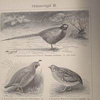 Watvogel . 3.   Энциклопедическая гравюра Германия конец 19века 24х16см.