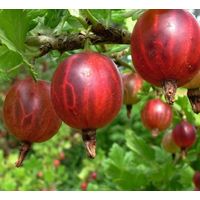 Крыжовник Богатырь саженец