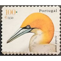 Португалия. Фауна. Птицы. Ganso Pastola