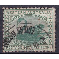 161.Aust. Великобритания. Австралийские штаты. Западная Австралия. Чёрный лебедь. Стандарт. 1910 г. 1/2p. Mi.#61A.