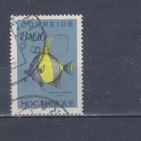 [1707] Португальский Мозамбик 1951. Фауна.Рыба.8 э. Гашеная марка.