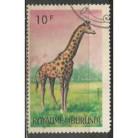 Бурунди. Животный мир страны. Жираф. 1964г. Mi#97.