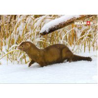 Планета Беларусь, американская норка, 2019, тираж 2000 экз.