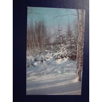 С Новым годом!  1971 г.  Ёлки и березы зимой.  подписанная.