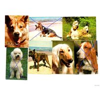 Календарики-Собаки