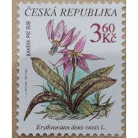 Чехия. Флора. Цветы. Erytronium dens canis