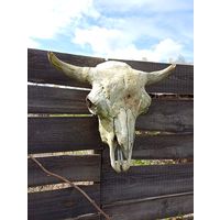 Огромный "Череп зубра" для антуража на стенку!красивый, лесная патина!