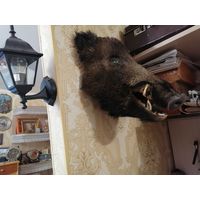 Чучело головы-Кабана-Профессиональная.