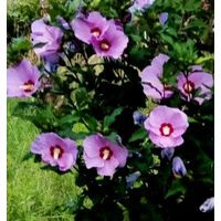 Гибискус сирийский - семена