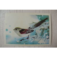 Каневский В., Длиннохвостая синица; 1984, чистая, мини-формат.